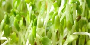 Alfalfa Grass Powder