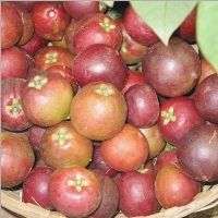 Kokam (Garcinia Indica) Juice Powder