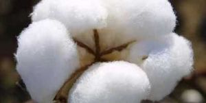 Raw Cotton Bales
