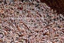 Psyllium Seeds