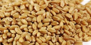 Wheat
