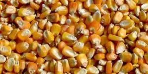 Yellow Maize