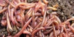 Earthworms Culture