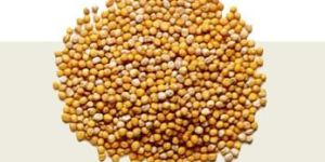Yellow Mustard Seeds