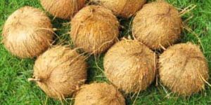 Fully Husked Coconuts