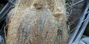 Semi Husked Coconuts