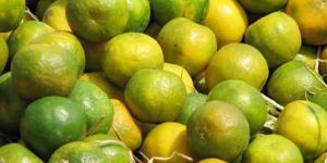 Fresh Sweet Lime
