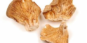 Dried Oyster Mushrooms