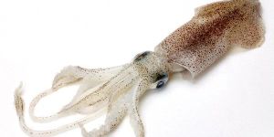 Squid