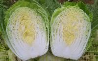 Chinese Cabbage