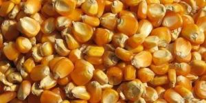 Maize Seeds