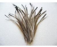 Emu Feather