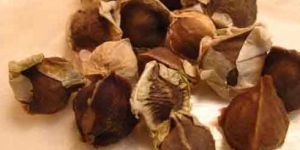 Moringa Oleifera Seeds