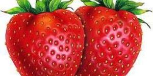 Fresh Strawberry