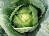 Green Cabbge