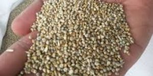 Green Millet (BAJRA)