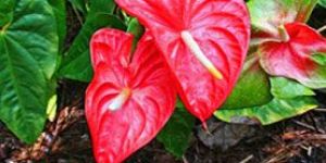Anthurium