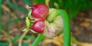 Allium Sativum Extract