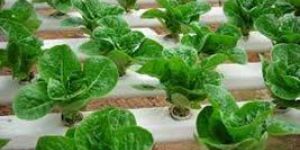 Asparagus Racemosus Extract