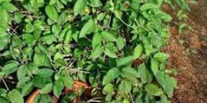 Gymnema Sylvestris Extract