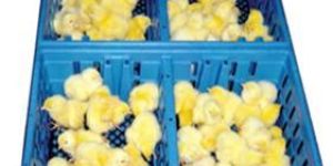 Chick Box 4 Compartment