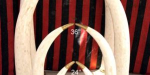 Bone Handicraft Items