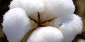 Raw Cotton