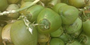 Green Coconut
