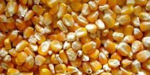 Yellow Maize Seeds