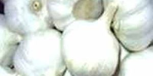 Garlic