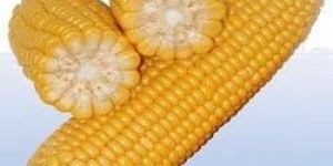 Yellow Maize