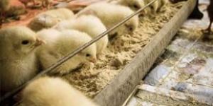 Poultry Feed Supplement
