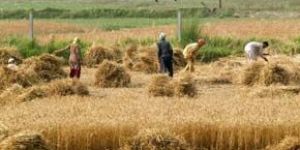 Zinc Sulphate Monohydrate