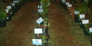 Ayurvedic Herbal Plants