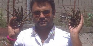 Safed Musli Planting Material