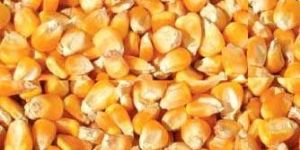 Corn Seeds