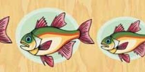 Size & Seriation - Fish