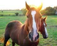 Veterinary Medicine -03