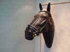 Horse Bridle
