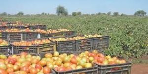 Fruit Processing Plant