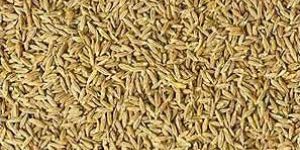 Cumin