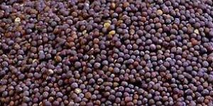 Mustard Seeds