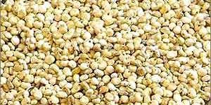 Sorghum