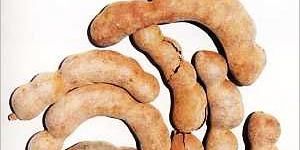 Tamarind Pods