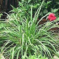 Lemongrass Plants