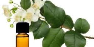 Green Myrtle Oil