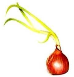 Onion Oleoresin
