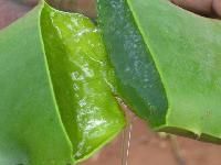 Aloe Vera Leaf