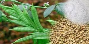 Guar Gum Plant