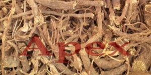 Coleus Forskohlii Root Extract